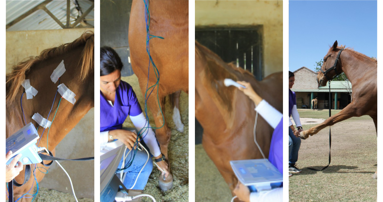 Veterinaria haciendo streaching a un caballo