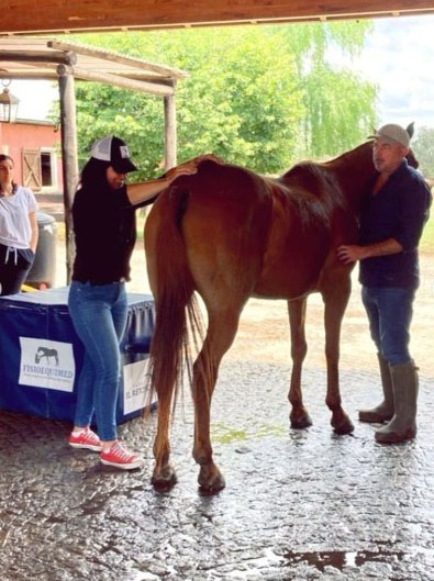 Quiropraxia en zona sacrolumbar en equino